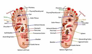 About Reflexology. Links to organs